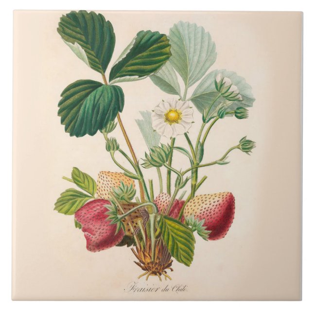 Strawberries Ceramic Tile Kitchen Accent (Front)