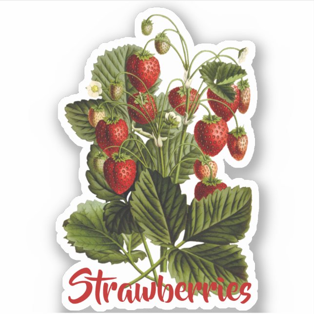 Strawberries customisable (Front)