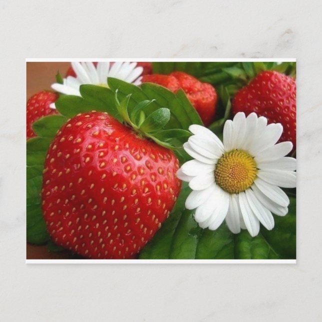 Strawberries & Daisies Postcard (Front)