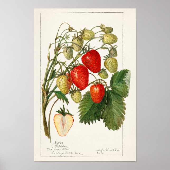 Strawberries (Fragaria) Fruit Watercolor Painting Poster (Front)