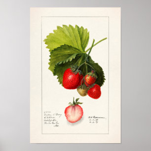 Strawberries (Fragaria) Fruit Watercolor Painting Poster