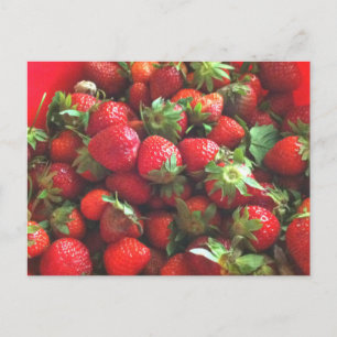 Strawberries   fresh picked red berries  postcard