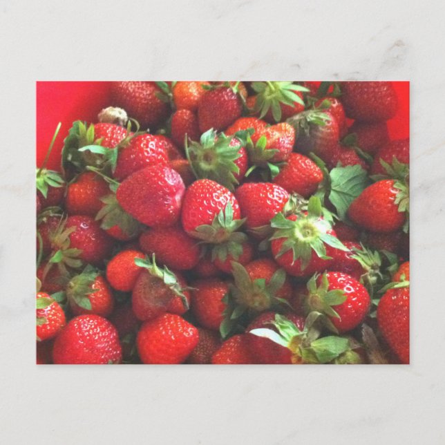 Strawberries | fresh picked red berries  postcard (Front)