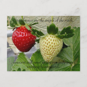 Strawberries Postcard