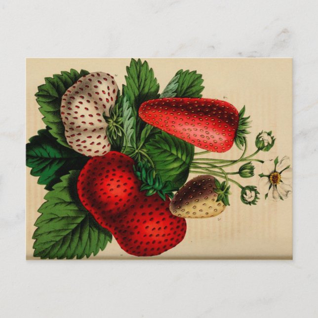 Strawberries Vintage Botanical Sketch Postcard (Front)