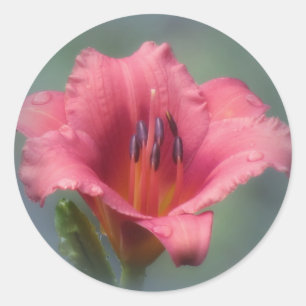 Strawberry and Blue - Daylily Classic Round Sticker