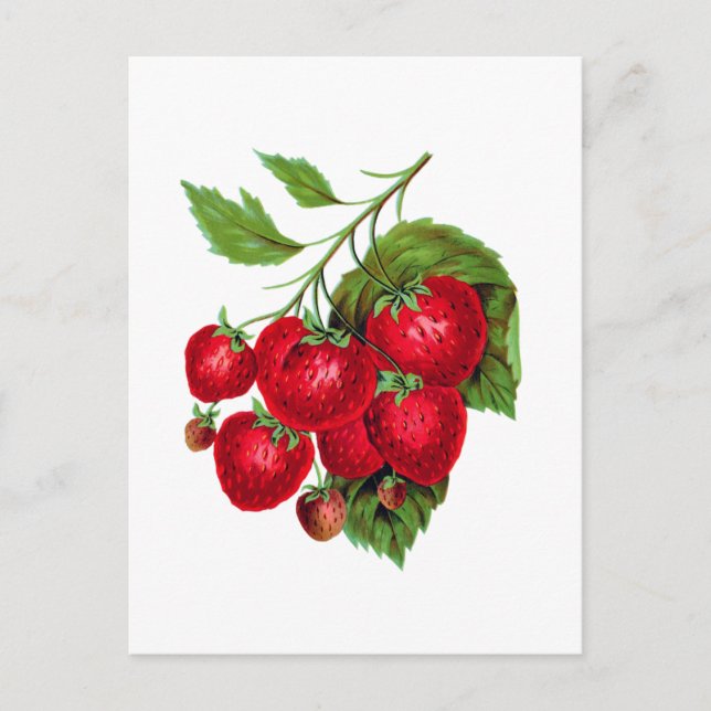 Strawberry Berries Fruit Botanical Postcard (Front)