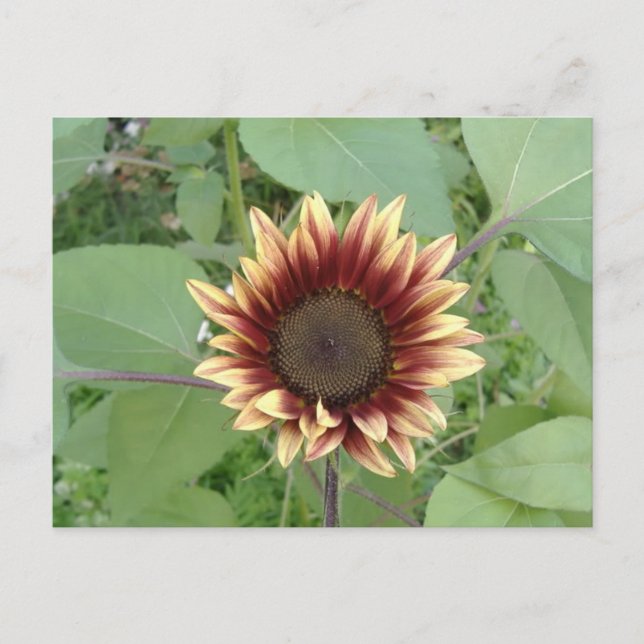 Strawberry Blonde Sunflower Postcard (Front)