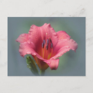 Strawberry Blue - Daylily Postcard