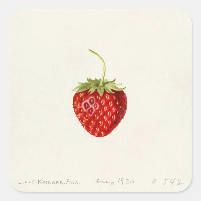 Strawberry (by Louis C.C. Krieger)  Square Sticker (Front)