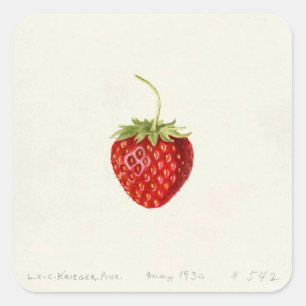 Strawberry (by Louis C.C. Krieger)  Square Sticker