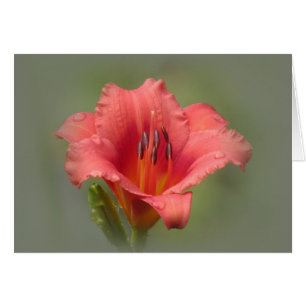 Strawberry Dream - Daylily