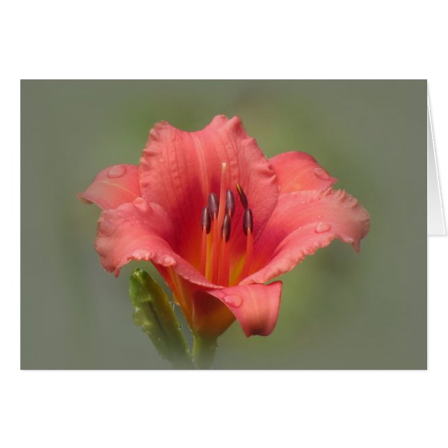 Strawberry Dream - Daylily (Front Horizontal)