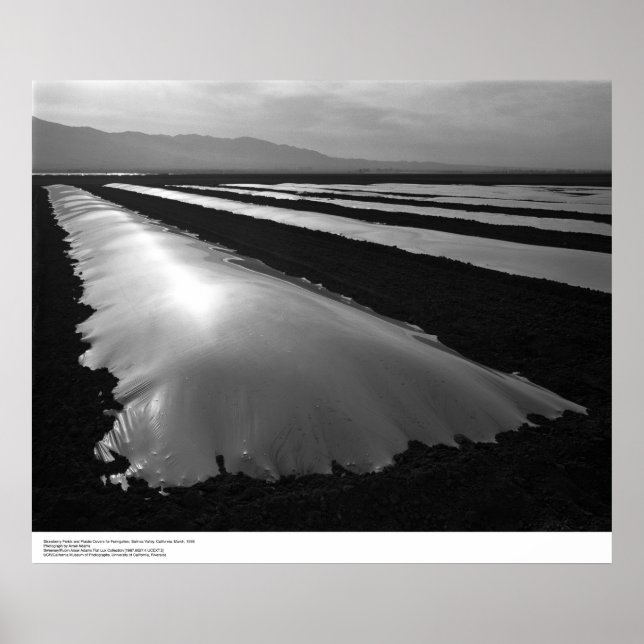 Strawberry Fields with Plastic Fumigation Covers Poster (Front)