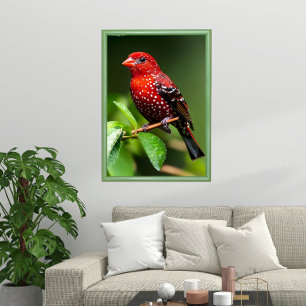 Strawberry Finch Poster