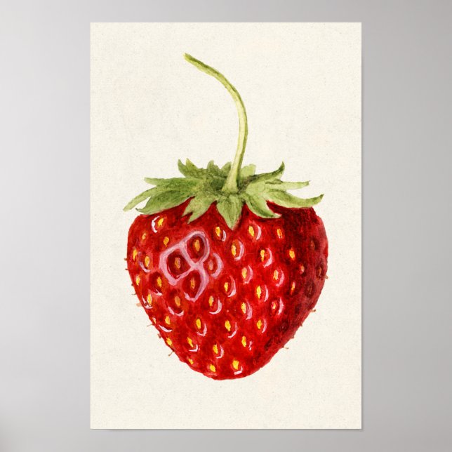 Strawberry (Fragaria) Fruit Watercolor Painting Poster (Front)