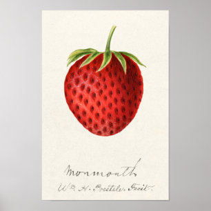 Strawberry (Fragaria) Fruit Watercolor Painting Poster