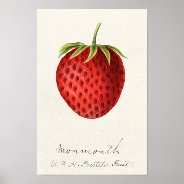 Strawberry (Fragaria) Fruit Watercolor Painting Poster (Front)