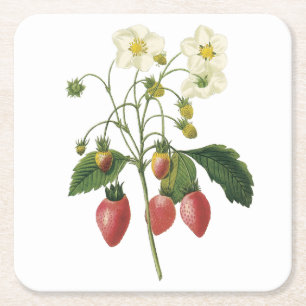 strawberry(Fragaria sp.) by Redouté Square Paper Coaster