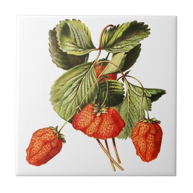 Strawberry Fruit Vintage Botanical illustration Ceramic Tile (Front)