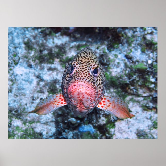 Strawberry Grouper Poster (Front)