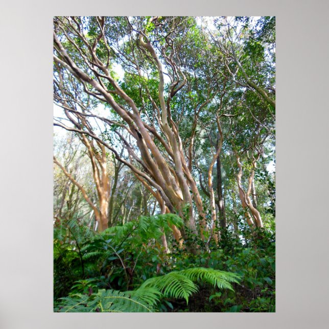 Strawberry Guava Trees Poster (Front)