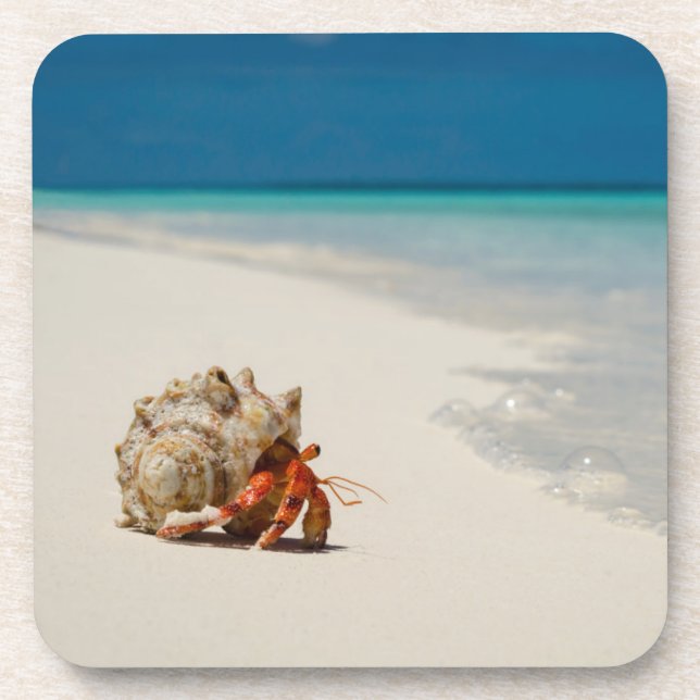 Strawberry Hermit Crab | Coenobita Perlatus Coaster (Front)