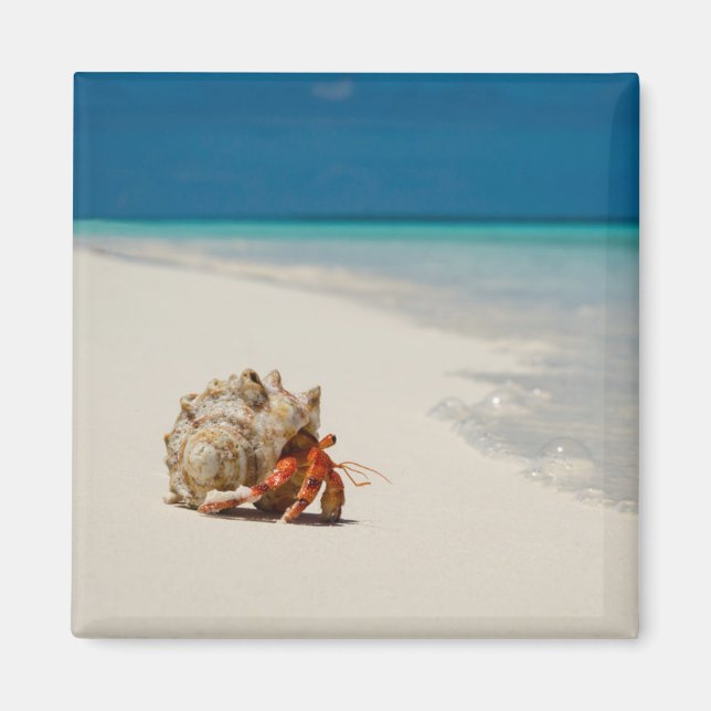 Strawberry Hermit Crab | Coenobita Perlatus Magnet (Front)