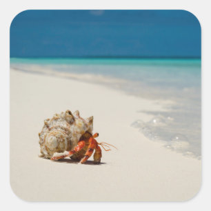 Strawberry Hermit Crab   Coenobita Perlatus Square Sticker