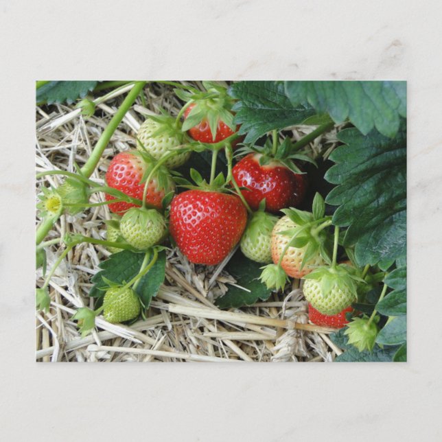 Strawberry Plant in the Garden Postcard (Front)