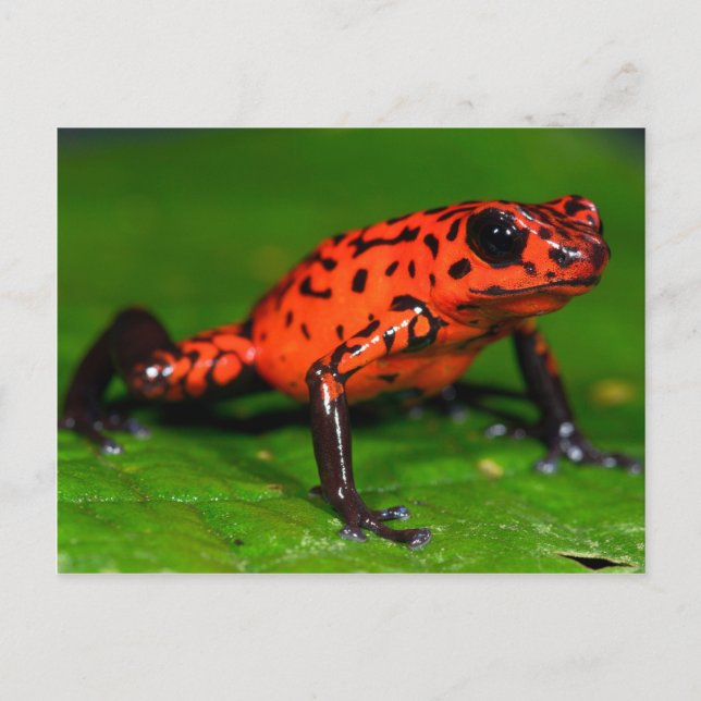 Strawberry poison-dart frog postcard (Front)