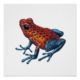 Strawberry Poison dart frog Poster
