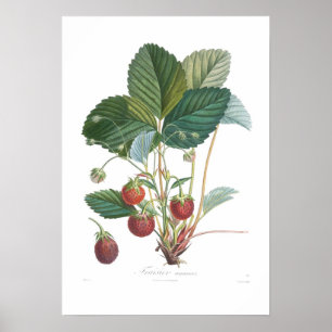 Strawberry Poster