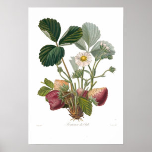 Strawberry Poster