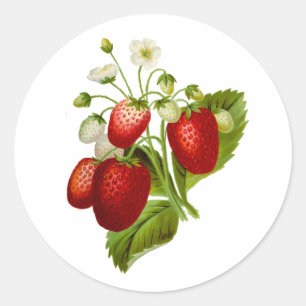 Strawberry Round Stickers Seals Strawberries