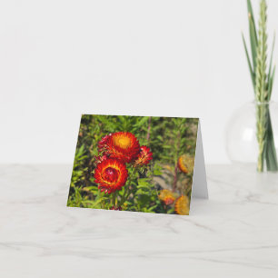 Strawflowers Card