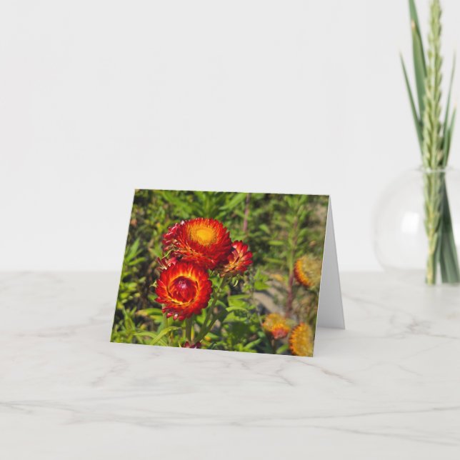 Strawflowers Card (Front)