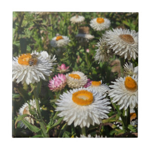 Strawflowers Ceramic Tile