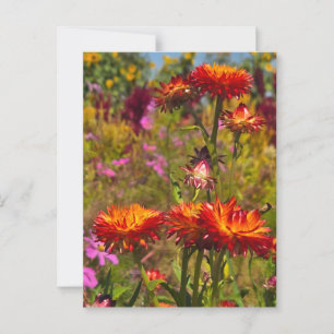 Strawflowers Postcard