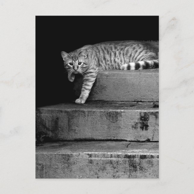 Stray Cat on Stairs Postcard (Front)