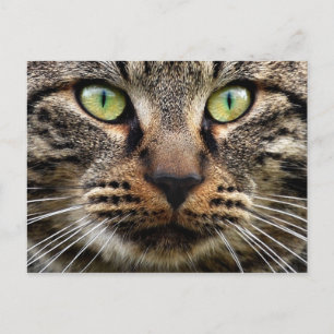 Stray Cat Stare Postcard