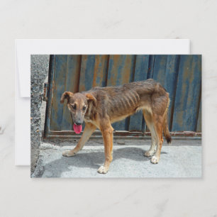 Stray dog Card