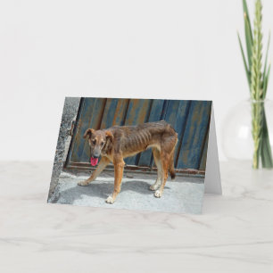 Stray dog card