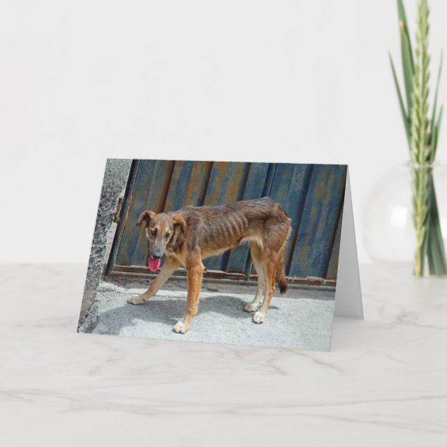 Stray dog card (Front)