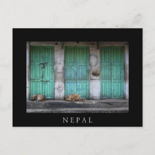 Stray dogs in front of dirty green doors in Nepal Postcard