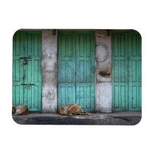 Stray dogs in front of doors rectangle magnet