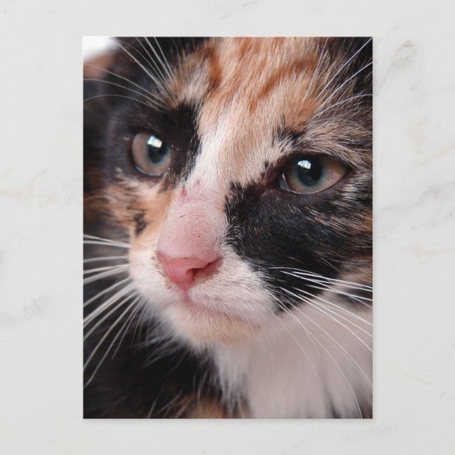 Stray Kitten Postcard (Front)