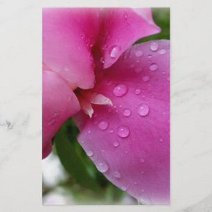 stray petal in the rain