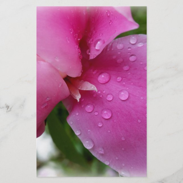stray petal in the rain (Front)