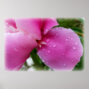 stray petal in the rain poster